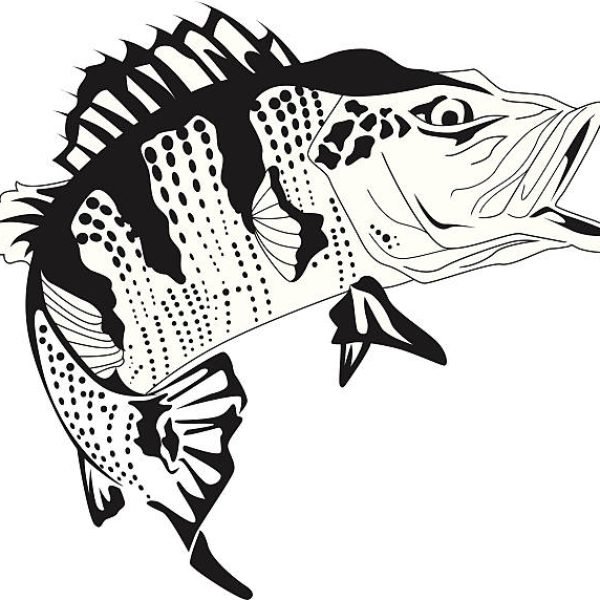 Brazilian predator fish, Tucunaré, with large mouth