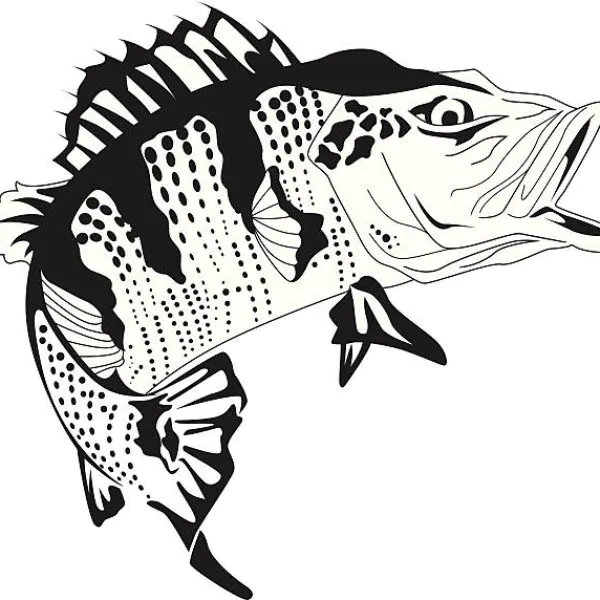 Brazilian predator fish, Tucunaré, with large mouth